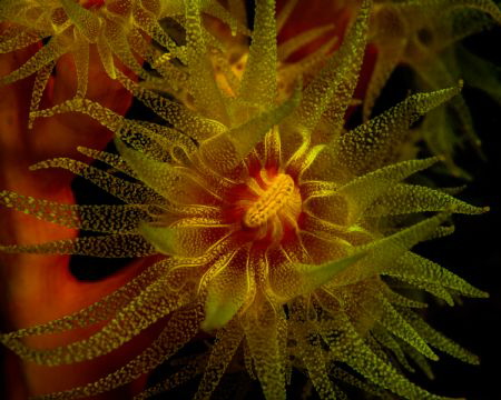 Cup Coral by Gabriel De Leon Jr 