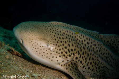 Zebra Shark (Stegostoma fasciatum) by Daniel Sasse 