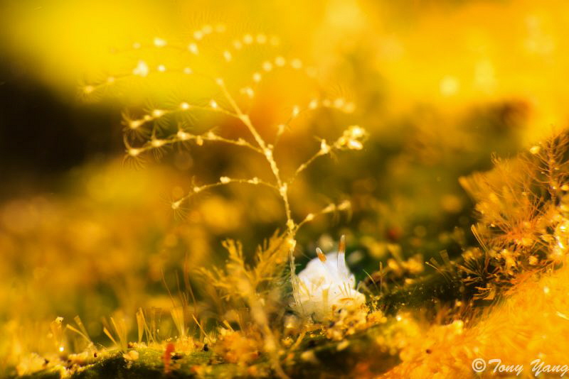 The little white raby under the tree by Tony Yang 