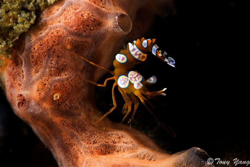 Sex shrimp by Tony Yang 
