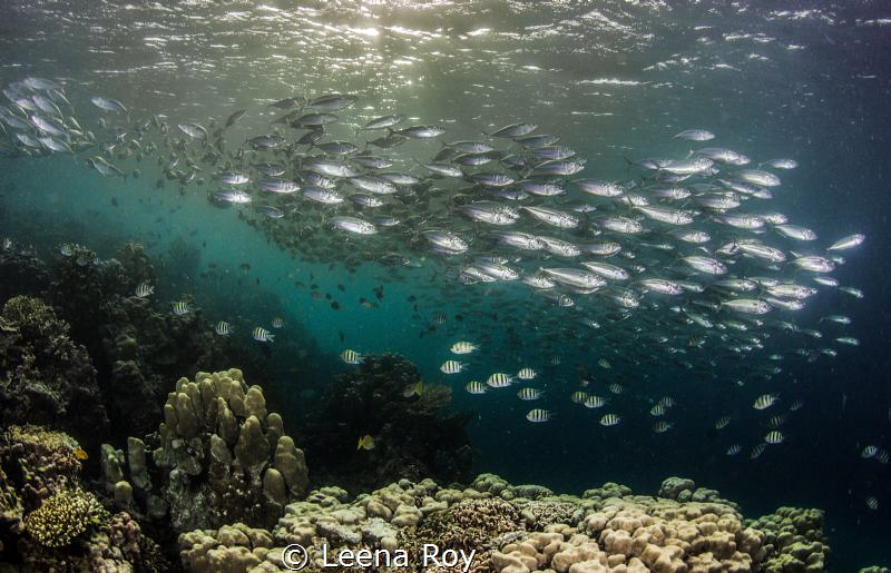 Mackerel shoal by Leena Roy 