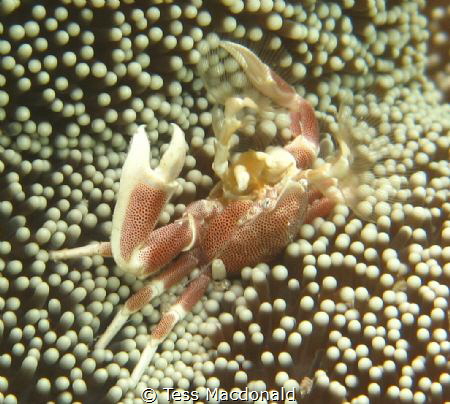 Porcelain Crab feeding by Tess Macdonald 