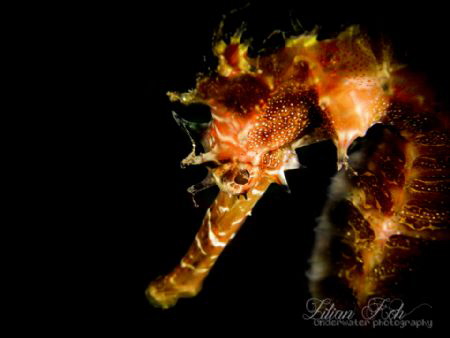 C O Y 
Thorny Seahorse by Lilian Koh 