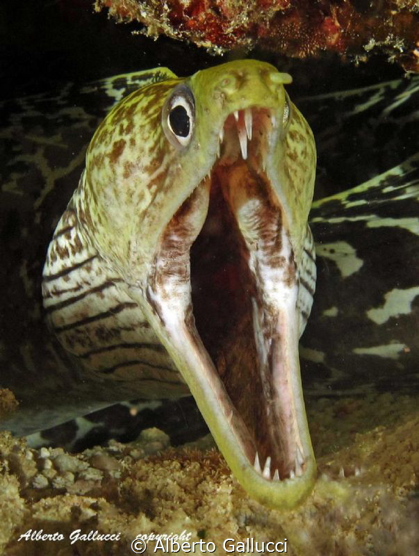 Kiss me, baby by Alberto Gallucci 