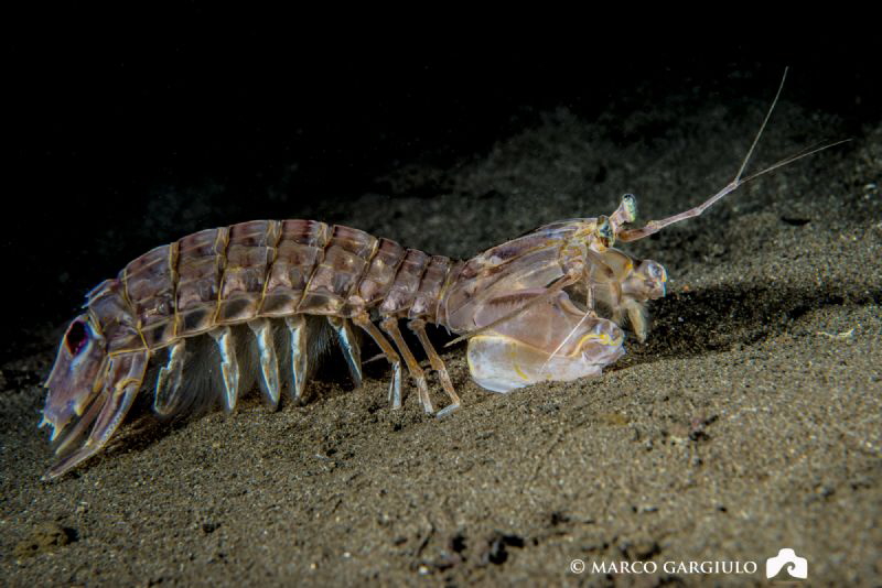 Squilla mantis by Marco Gargiulo 