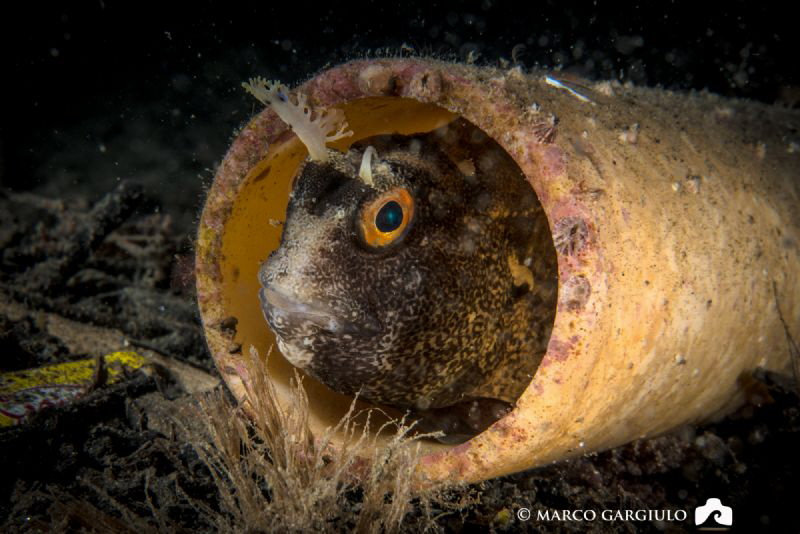 My home in the Tube by Marco Gargiulo 