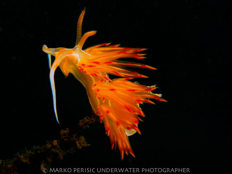 FLAMMING by Marko Perisic 