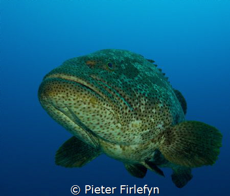 Friendly and curious grouper! Image taken with the Olympu... by Pieter Firlefyn 