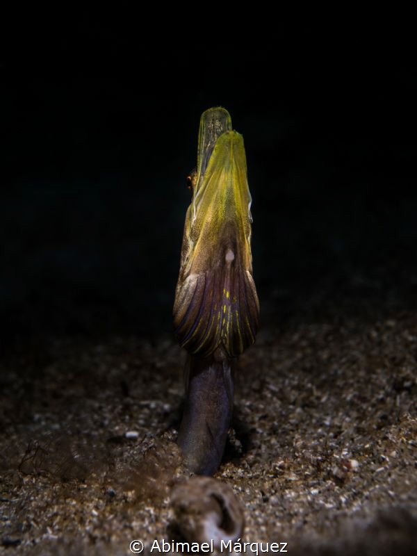 Pikeblenny by Abimael Márquez 