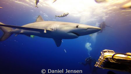 Large blue shark in the Azores. by Daniel Jensen 