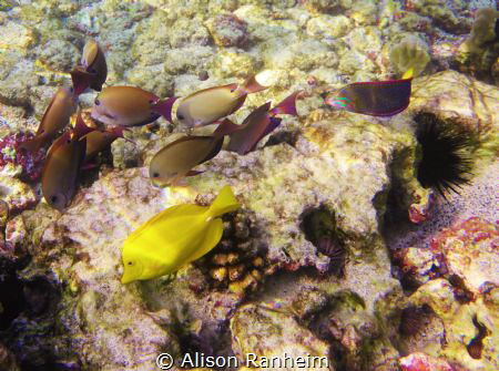 Purplefishscape! by Alison Ranheim 
