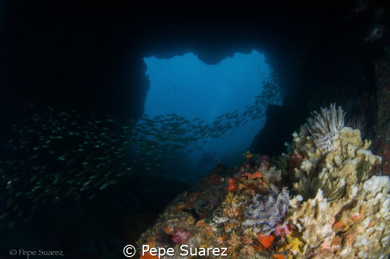 Arch at Western Rocky with string of snappers by Pepe Suarez 