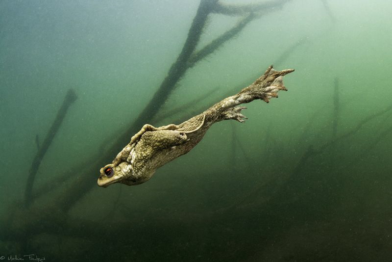 Torpedo by Mathieu Foulquié 