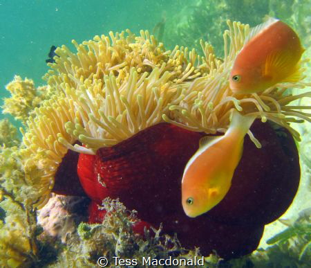 Anenome by Tess Macdonald 