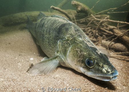 Sander lucioperca in Hérault river. by Edouard Chéré 