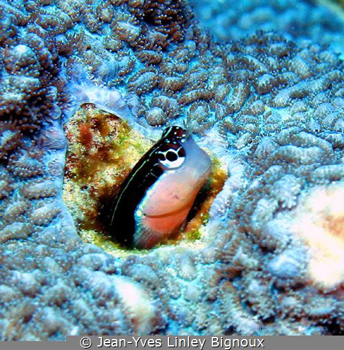a usual suspect if you look close enough 
Jeam-Yves Bign... by Jean-Yves Linley Bignoux 