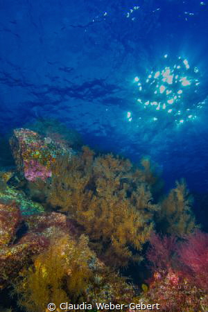 the black corals of El Hierro by Claudia Weber-Gebert 