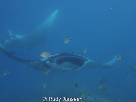 MANTA by Rudy Janssen 