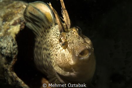 Horozbina by Mehmet Öztabak 