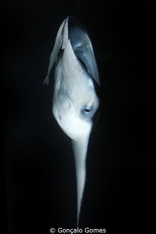 Manta by Gonçalo Gomes 