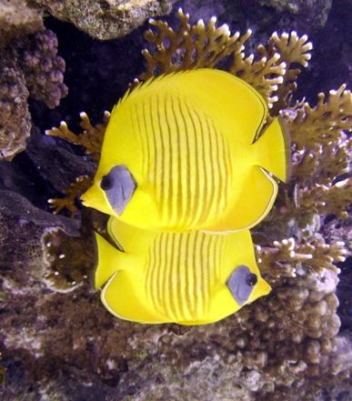 Butterfy fish, Sharm el Sheikh by Nicky Bowker 
