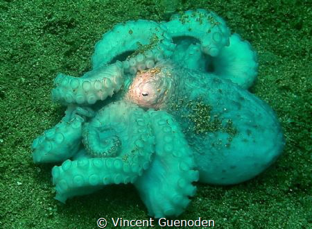 Octopus sleeping on the bottom by Vincent Guenoden 
