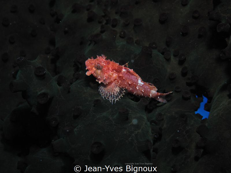 Flic en Flac,Mauritius
Canon G10 Jean-Yves Bignoux by Jean-Yves Bignoux 