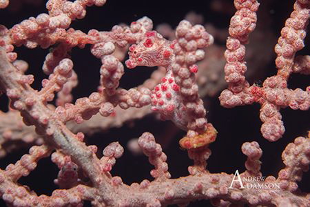 pink pygmy taken in lembeh straight November 2015 by Andrew Adamson 