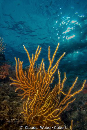 YELLOW......... Gorgonia in the Marine National Parc of P... by Claudia Weber-Gebert 
