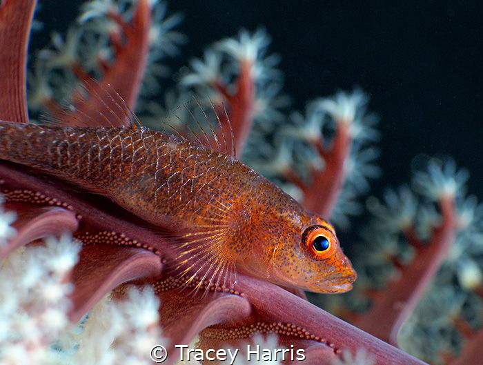 Goby on a sea pen :) by Tracey Harris 