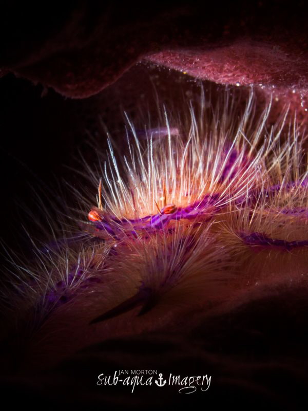 Snoot Lit Hairy Squat Lobster in barrel sponge.  Approx 1... by Jan Morton 