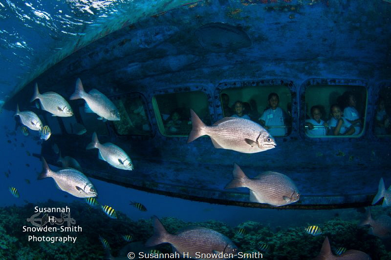 School children peer out the windows of a glass-bottom bo... by Susannah H. Snowden-Smith 