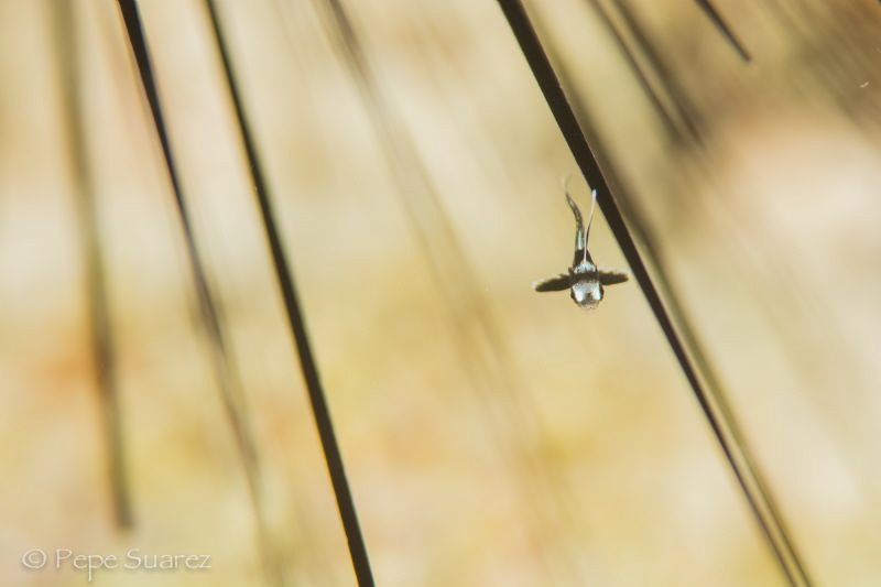Juvenile Jack knife (about 1cm) swimming between a sea ur... by Pepe Suarez 