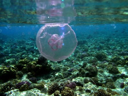 Jellyfish in Angarosh, Sudan. by Alvaro Managò 