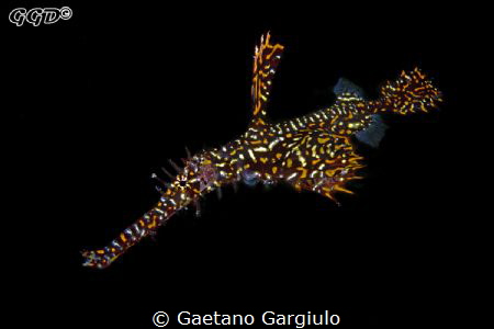 Swimming ghost. The female of the pair by Gaetano Gargiulo 