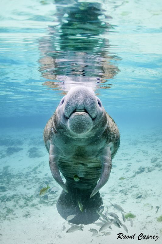 Hellooooo ! by Raoul Caprez 