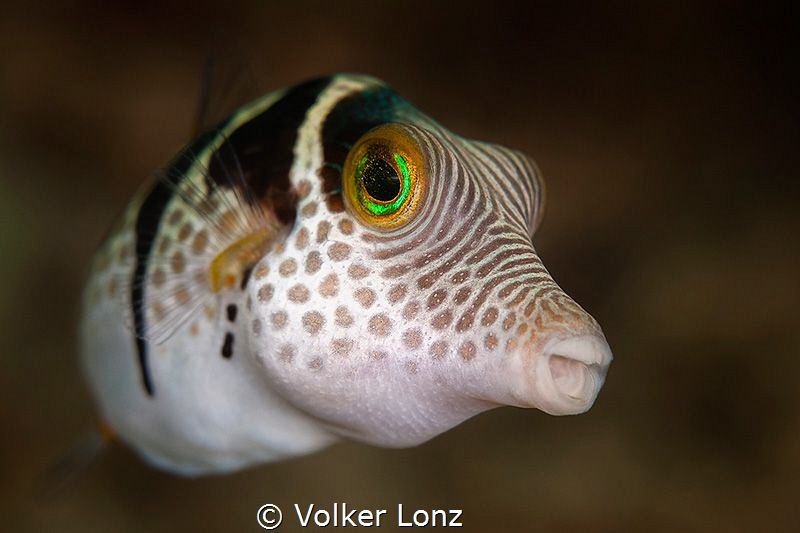 filefish by Volker Lonz 