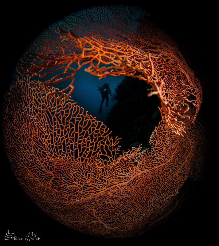 frame by Steven Miller 