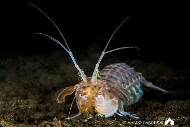 Squilla mantis by Marco Gargiulo 