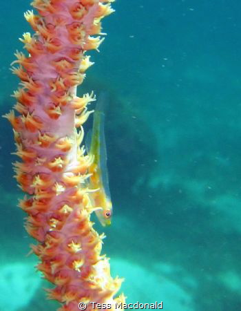 Sea whip goby in 7m - Ilha Situ, Mozambique by Tess Macdonald 