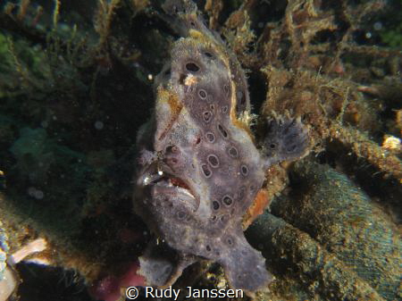 Frogh fish by Rudy Janssen 