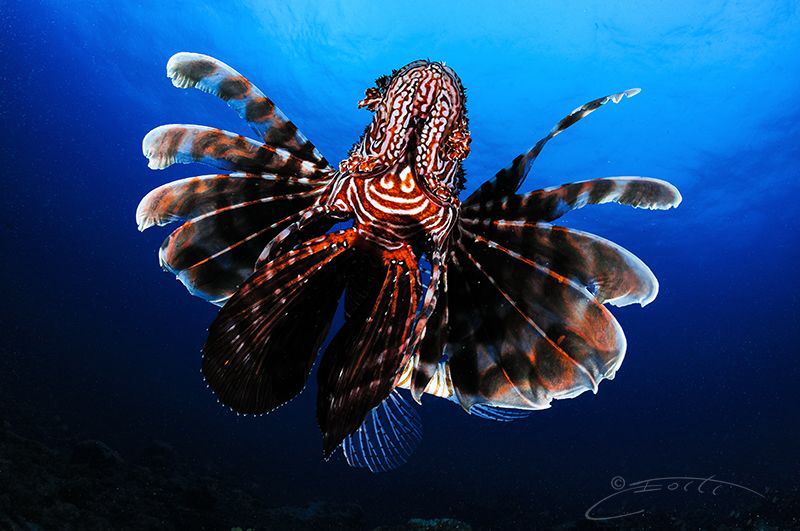 ~ Float like a Butterfly Sting like a Bee ~ by Geo Cloete 