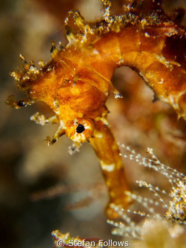 “Gold is the corpse of value...” Neal Stephenson. Thorny ... by Stefan Follows 