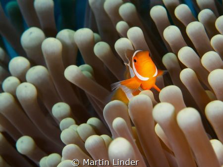 Clownnfish shot near the Wakataboi islands in Indonesia. ... by Martin Linder 