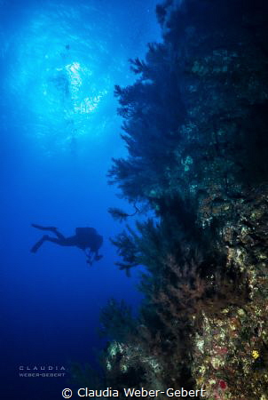 reef life on El Hierro by Claudia Weber-Gebert 