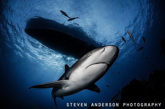 Under the Shear Water the magic begins! by Steven Anderson 