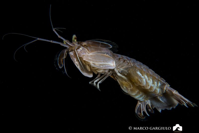 Squilla mantis going away by Marco Gargiulo 