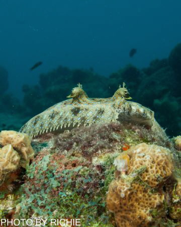psst , can you see me by Richie Leighton 