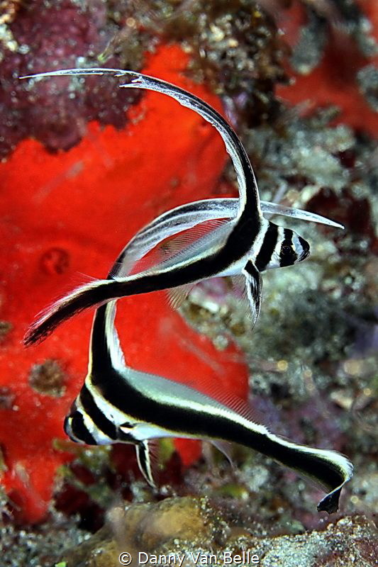Equetus punctatus by Danny Van Belle 
