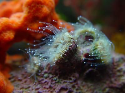 rosebud coral by Victor D. Spencer 